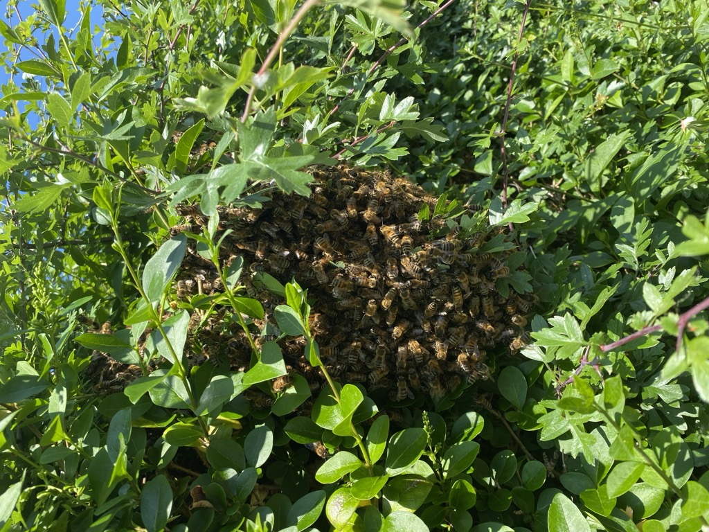 Honey Bee Swarm